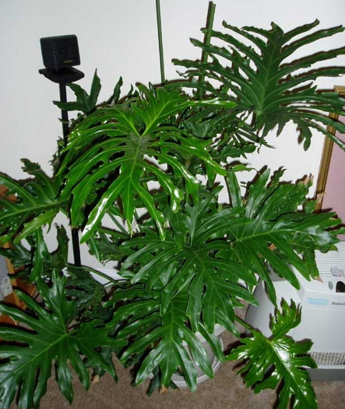 Филодендрон Селло - Philodendron selloum
