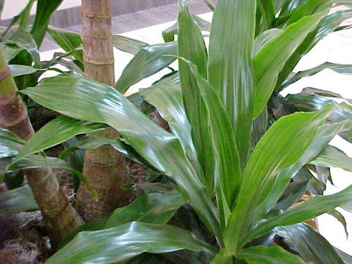 Аспидистра (Чугунное растение) лат. Aspidistra