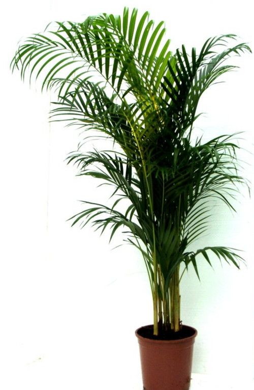 Хризалидокарпус (Арека) лат. Chrysalidocarpus (Areca)