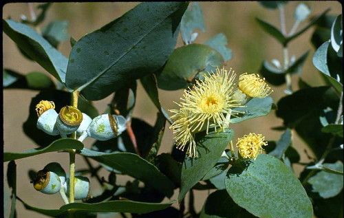 Эвкалипт лат. Eucalyptus