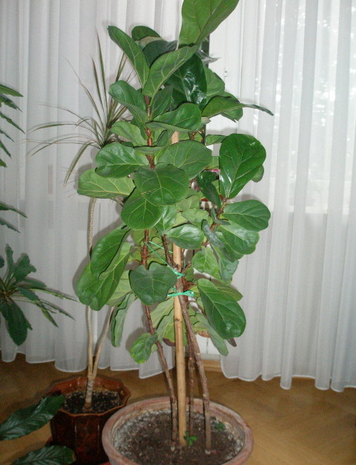 Фикус лат. Ficus