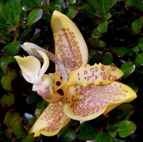 Стангопея (орхидея-бык) лат. Stanhopea