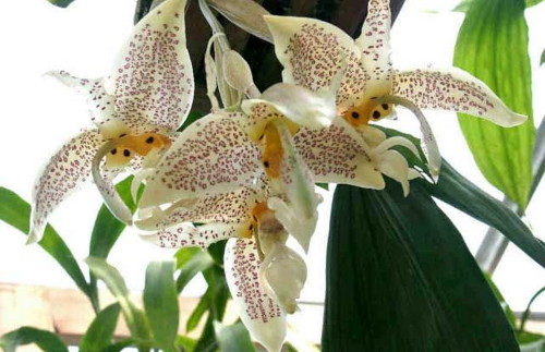 орхидея-бык