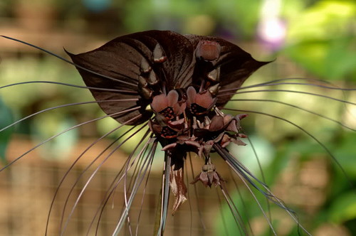 цветок дьявола - Такка Летучая мышь