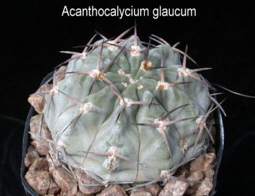 Акантокалициум лат. Acanthocalycium