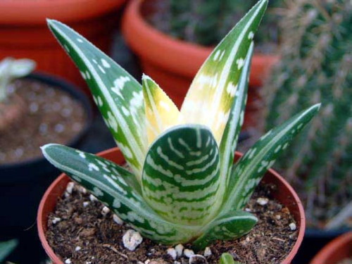 Алоэ пестрое Aloe variegata 