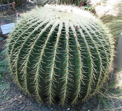 Эхинокактус лат. Echinocactus