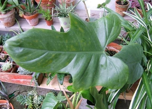 Филодендрон дваждыперистонадрезанный - Philodendron bipennifolium 