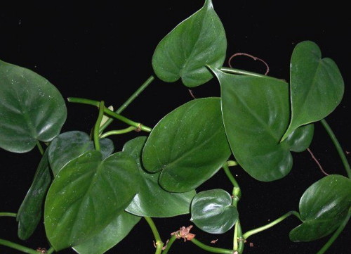 Филодендрон лазящий - Philodendron scandens