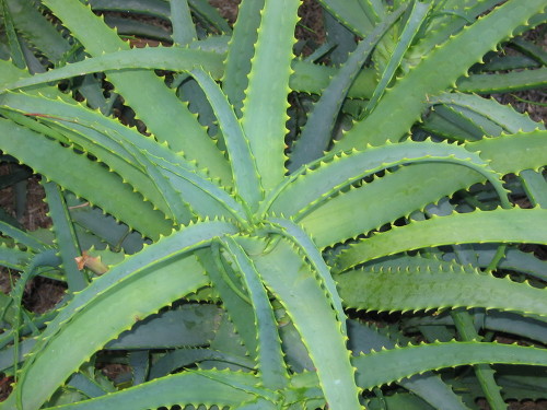 Древовидное алоэ Aloe arborescens 