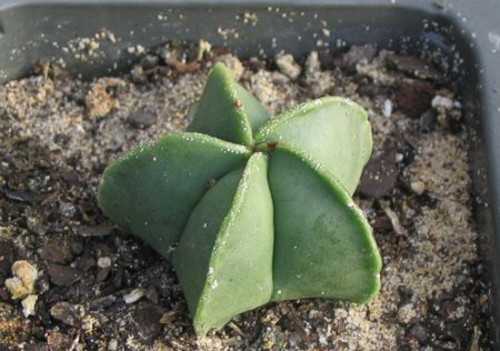 Астрофитум (Звездный кактус) лат. Astrophytum
