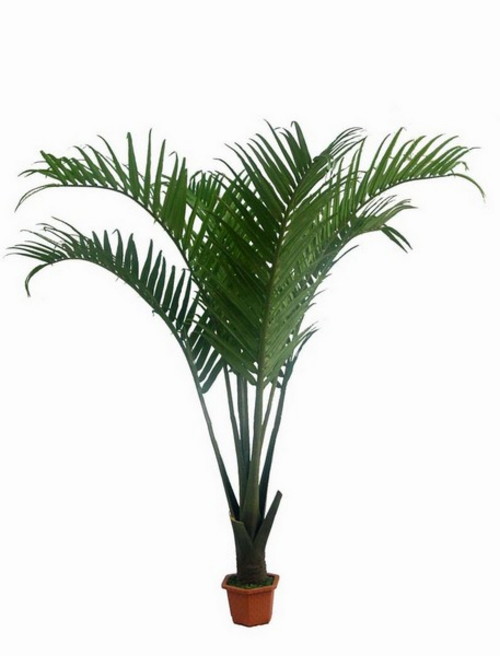 комнатная пальма