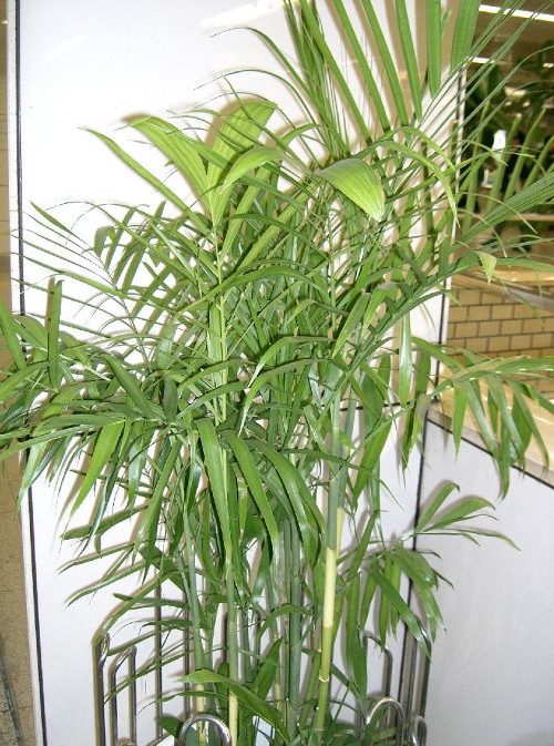 Chamaedorea seifrizii (Зейфрица)