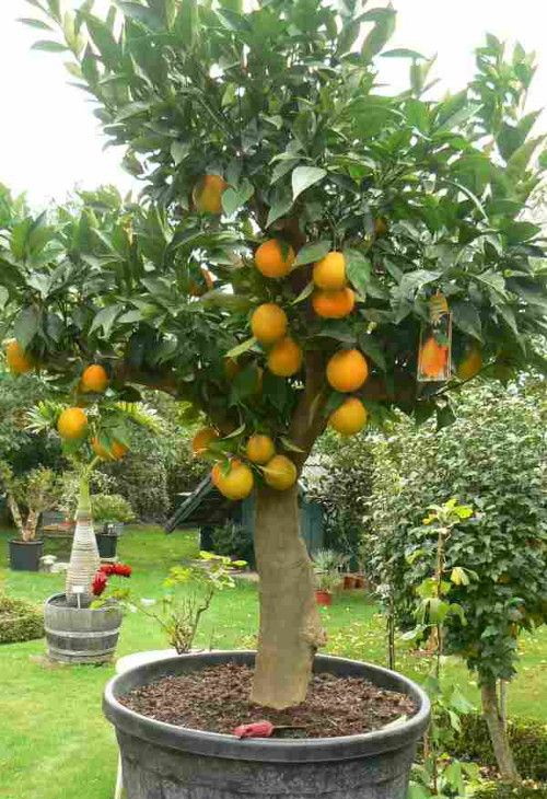 Апельсин лат. Citrus sinensis