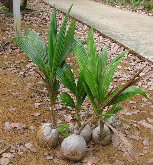 Кокосовая пальма лат. Cocos