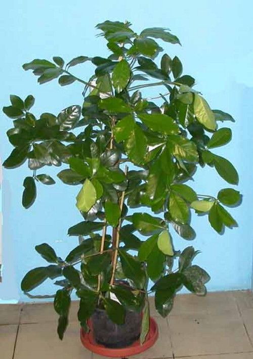Коринокарпус лат. Corynocarpus