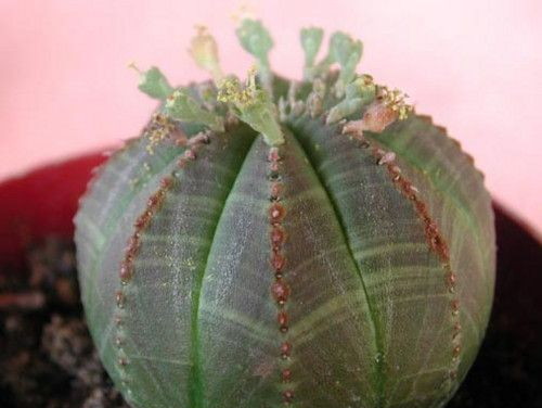 Молочай тучный - лат. Euphorbia obesa