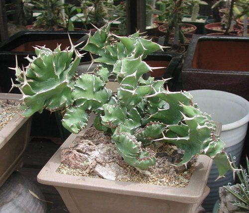 Молочай крупнорогий - лат. Euphorbia grandicornis