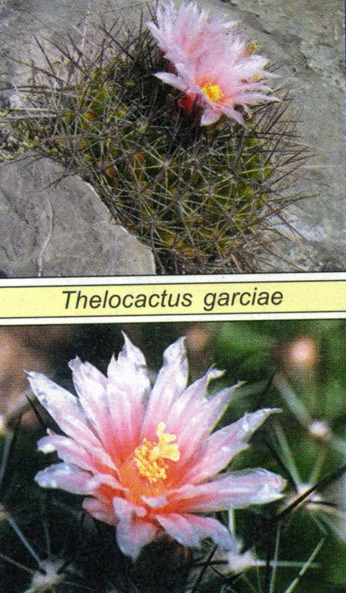 thelocactus (телокактус)