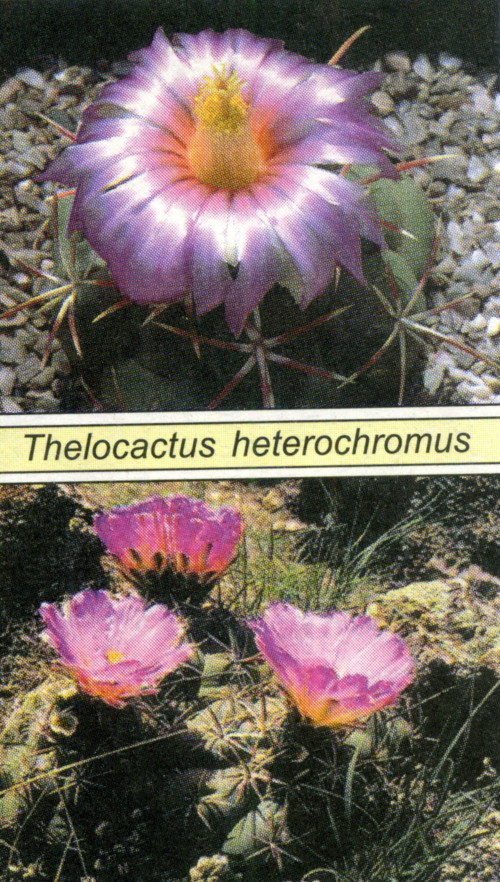 thelocactus (телокактус)